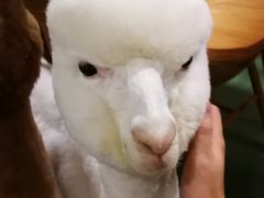 羊驼-藦茜花园宠物主题亲子互动体验馆(国顺东路店)