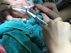 -严国平动物医院(德政总院)