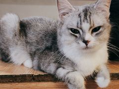 -喵小馆·猫咖狗咖猪咖·饮品店