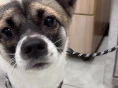 -安安宠医宠物医院·异宠·犬猫内科(岳阳分院)