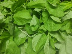 -岳各庄批发市场(西四环中路店)