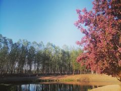 -东郊湿地公园