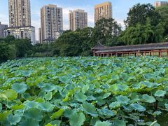 -龙头寺公园