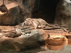 -清迈夜间动物园