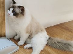 -COLOR PETS 撸猫馆·购猫·猫咖(长风大悦城店)