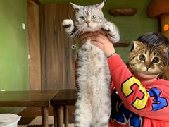 -猫猫幼稚园·撸猫·桌游·电玩
