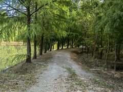 -上海海湾国家森林公园