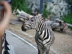 -清迈夜间动物园