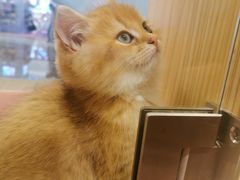 -屋虎猫馆(宝安大仟里店)