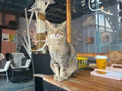 -喵屿·大理花园猫咖