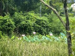 -福建鲤鱼洲酒店