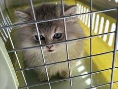 -博特宠物医院24h犬猫全科.骨科·异宠