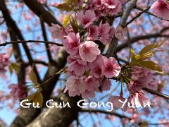 -顾村公园