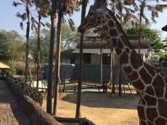 -清迈夜间动物园