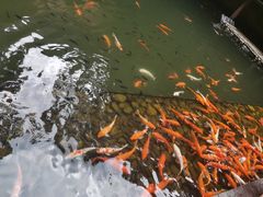 -海南槟榔谷黎苗文化旅游区