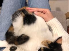 -平行世界·猫咖(首经贸店)