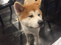 -虎虎龙虾•9年湖北匠(双井店)
