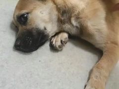 -纳吉亚猫专科动物诊疗中心(蒋宅口分院)