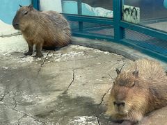 -大连森林动物园