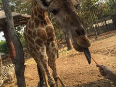 喂食长劲鹿-清迈夜间动物园