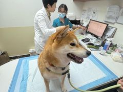 -美联众合动物医院·24h转诊中心