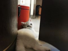 -lincat·猫舍(广州店)