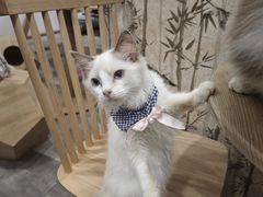 -楼上猫咖(罗湖店)