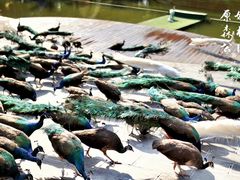 -西双版纳原始森林公园