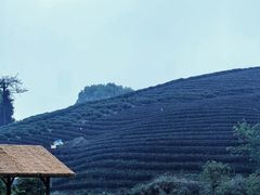 -龙坞茶村