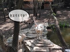 -沈阳森林动物园