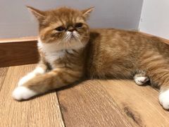 -瞄一喵猫咖(格力海岸店)