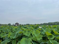 -梁鸿国家湿地公园