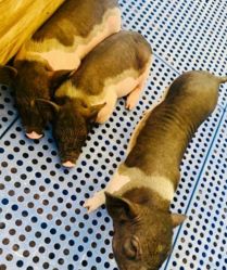 -萌宠亲子动物乐园(槐房万达店)