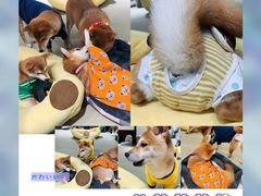 -逗柴咖啡屋·狗咖猫咖宠物桌游