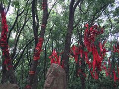 -上海佘山国家森林公园西佘山园