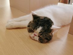 -瞄一喵猫咖(格力海岸店)