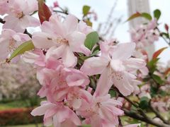 -Awfully Chocolate(嘉里城店)