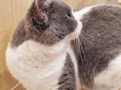 -飞行喵MR PILOT|猫舍·猫咖(静安大融城店)