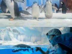 -海合安成都极地海洋公园