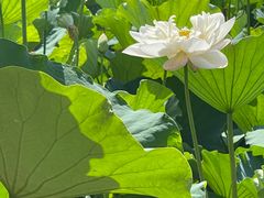-荷花荡