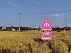 -莲花岛景区