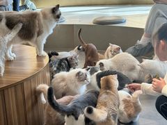 -飞行喵MR PILOT|猫舍·猫咖(静安大融城店)