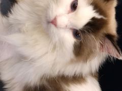 -遇见羊驼·奶狗咖·布偶猫咖·法斗柯基柴犬阿拉斯加(春熙路太古里IFS店)
