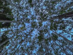 -黄埔油麻山森林公园