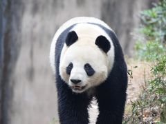 -成都大熊猫繁育研究基地