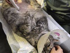 -宠爱国际动物医院· 猫科· 外科·中兽医(长白店)