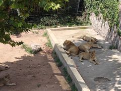 -西霞口神雕山野生动物世界