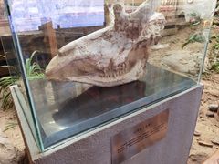-中国第四纪冰川遗迹陈列馆