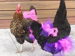 -海底捞火锅(海宁路店)