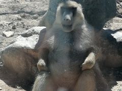 -新疆天山野生动物园